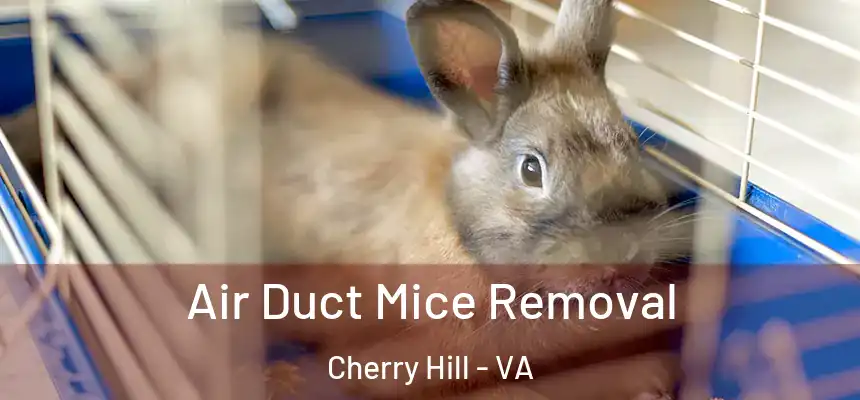  Air Duct Mice Removal Cherry Hill - VA